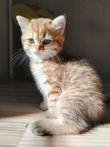 золотая шиншилла котенок: Qızıl şinşilla, Erkək, Dişi, Yaxşı əllərə, Ünvandan götürmə, Ödənişli çatdırılma — 6