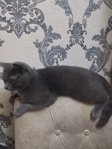 xas: Britan, Erkək — 4