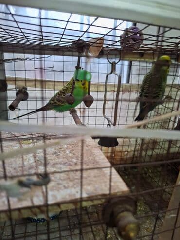 Salam umumi 10 qusdur 2 çütdür 6 si ise tek tek sekillerdede var cut