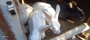 heyvanlar quba: Kaliforniya dovşanı və yerli cins qarışığıdır. Sağlam, aktiv və yaxşı — 4