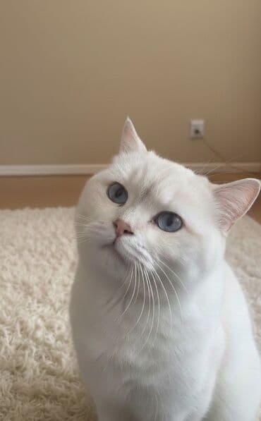 Erkək, Yaxşı əllərə