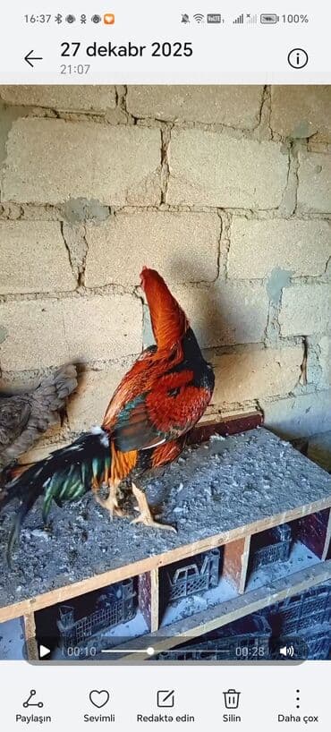 Lamborghini: Məhsul: Qırmızı-qara rəngli döyüş xoruzu Təsvir: - Cins tipi — 2