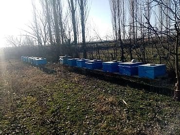 Yemlər: Arıçılıq təsərrüfatı üçün hazır arı yeşikləri (korpusu). - Model — 1