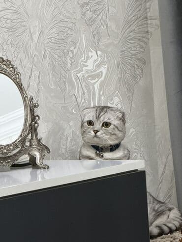 ВАЗ (ЛАДА): Шиншилла, Самец, Для вязки — 2