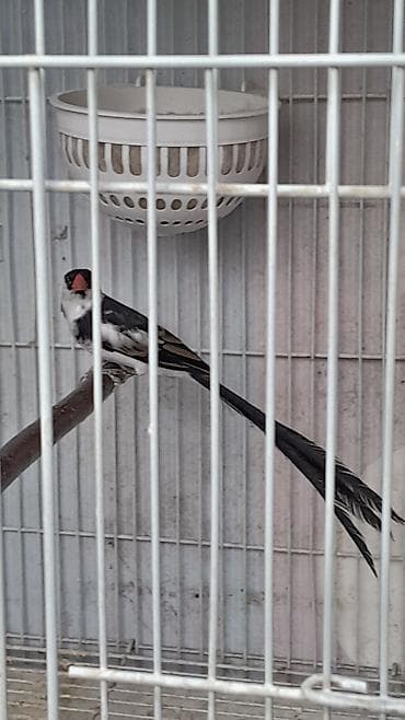 it yuvası satilir: Məhsul: Egzotik dekorativ quşlar cütlük Təsvir: - Növ: Uzun quyruqlu — 2