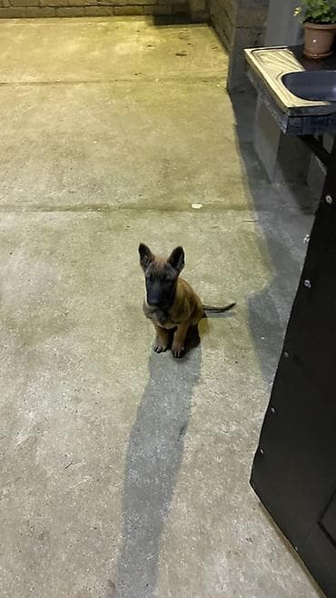 ovcharka balasi satilir: Belçika çoban iti, 4 ay, Erkek, Peyvəndli, Ödənişli çatdırılma — 2