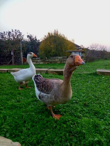 çöl qazi haqqinda melumat: Ağır çəkili qazlar 1 ilin 2 ərkey bir dişi — 2