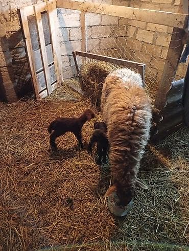 Mal-qara: Salam əkiz balalar hər ikisi dişidir.tək bala olan erkəkdir.hər 3 — 2