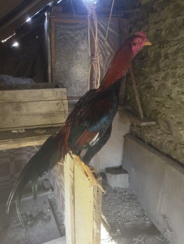 K/t heyvanları üçün mallar: 15 aprel yeni ayılib atlanmayıb barter yoxdur tergidirem deye ucuz — 6