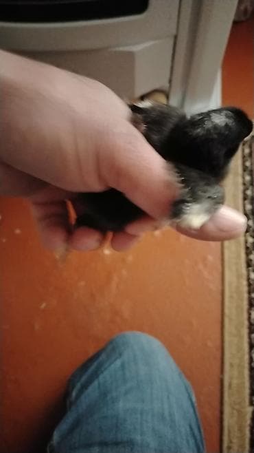 Грызуны: Məhsul: Cücələr (qara tüklü, sinə və qarın nahiyəsində ağ ləkəli) — 2