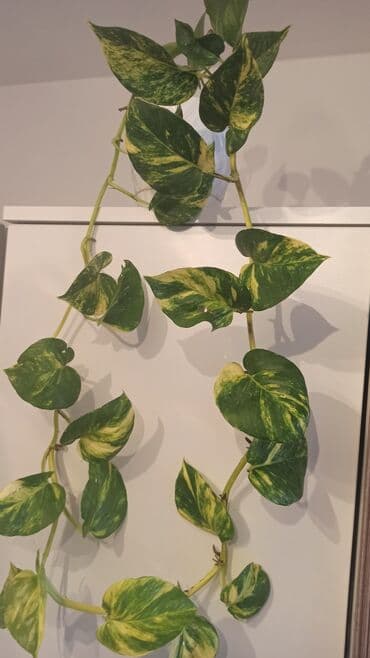 sarmaşiq: Waterplant sarmasıq — 3