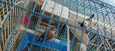 ağ quyruq ağlıca: Hər Şeyi Daxil! Hazır Cütlük Qara-boğaz Amadin (Parson Finch) – Yuva — 4