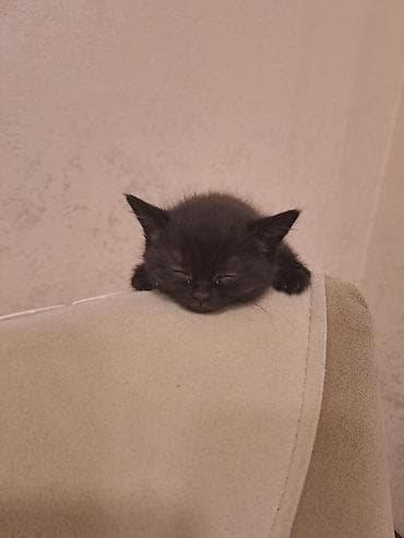 золотая шиншилла котенок: В добрые руки — 1