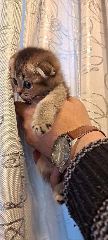 bala itler: Şotland yastı qulaq, Pulsuz çatdırılma — 3