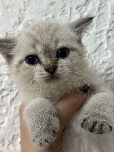 pişiklər: Şotland, Dişi, Ünvandan götürmə — 2