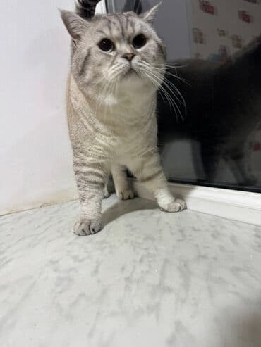 Iran Khodro: Britan — 11