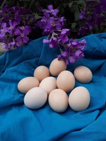 Heyvanlar üçün mallar: Avstrolop mayali yumurta. Deneynen.1.50qep kasetnen.40 azn Bawqa — 1