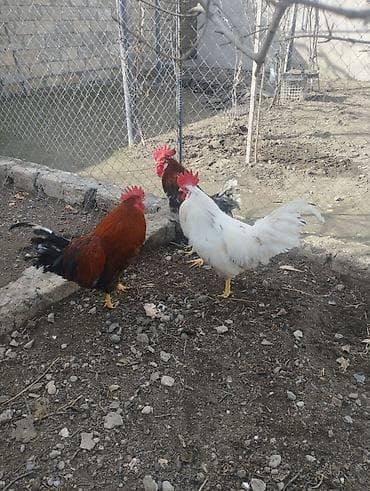 Digər heyvanlar: Xoruz, il: 1, Ünvandan götürmə — 2