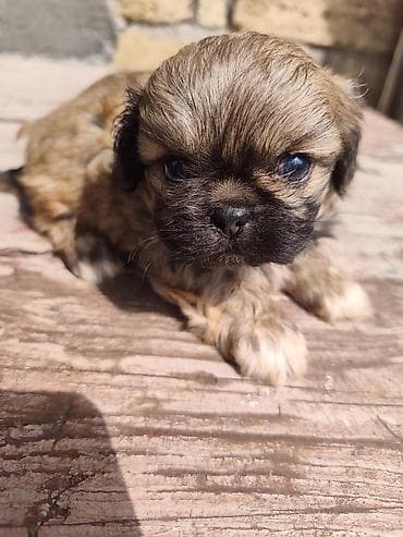 ağ quyruq ağlıca: Pekines, 1 ay, Erkek — 6