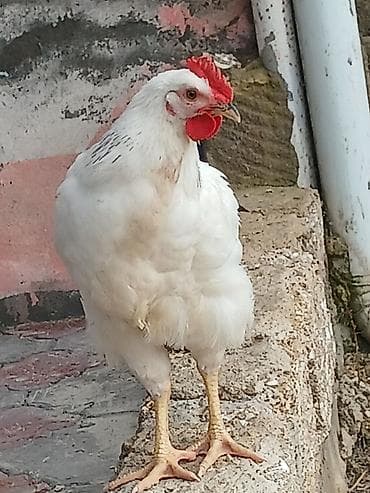 Toyuq, Damazlıq, Ünvandan götürmə