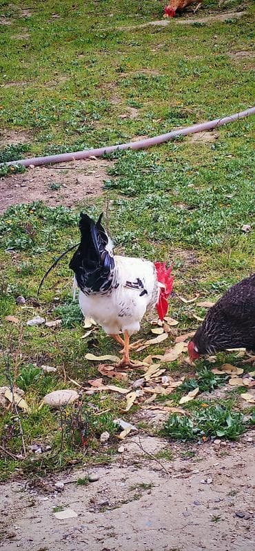 Inəklər, öküzlər: Xoruz, il: 1, Ödənişli çatdırılma — 4