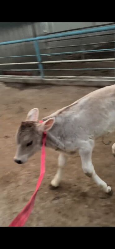 xaçmazda inəklər: Simental tipli inək və buzov dəsti - Cins/Tip: Simental (qəhvəyi — 8