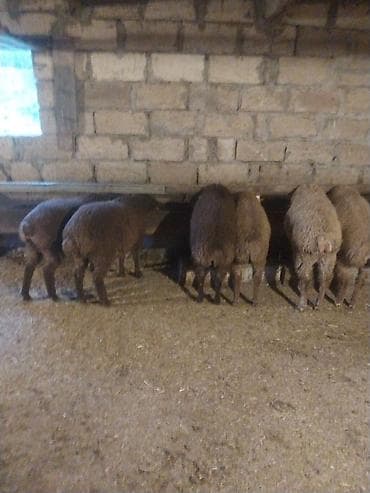 mal yatagi: Qoyun sürüsü satılır – ət və damazlıq üçün əlverişli - Növ: yerli — 6