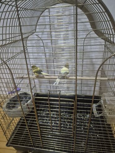 elf bar en ucuz: Kanarya Hazir cütdü 70 azn — 3