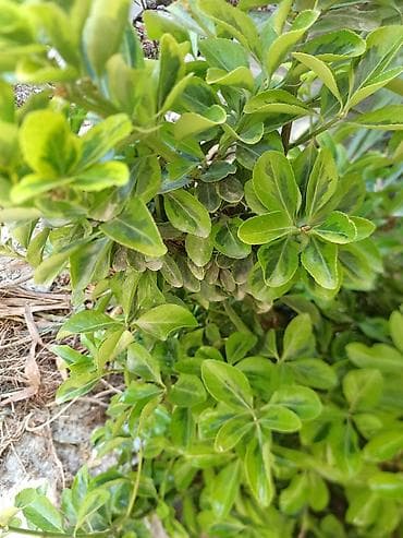 ev gülleri ve adları: Dekorativ həmişəyaşıl kol – Euonymus japonicus (variegata) - — 2