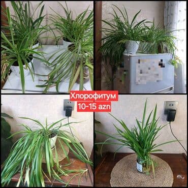 🌿 Хлорофитум. 1) Очень неприхотливые, красивые растения, отлично