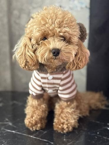 pitbul bala: Pudel, 2 ay, Dişi, Peyvəndli, Ünvandan götürmə — 4