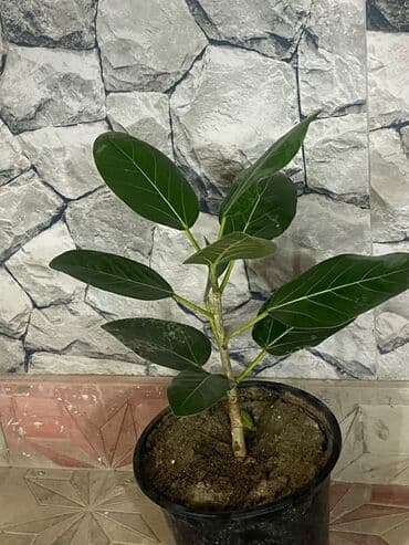 Bitki dərmanları: Fikus 5 növ. Aralarında gül açan növüdə var. Almaq istəyənə endirimli — 4