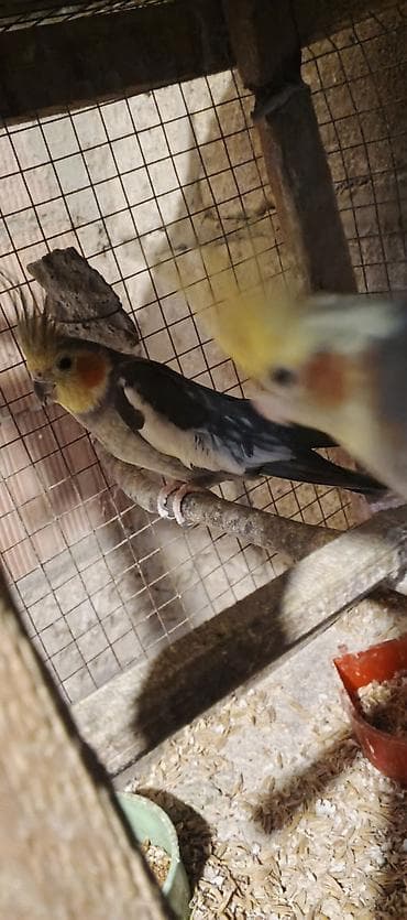 Göyərçinlər: Salam cut korella satiram hec bir problemleri yoxdu, Qiymet cutune — 3