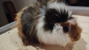 Gəmiricilər: Trikolor uzun tüklü dəniz donuzu (guinea pig) Parodası "Shiba" - — 7