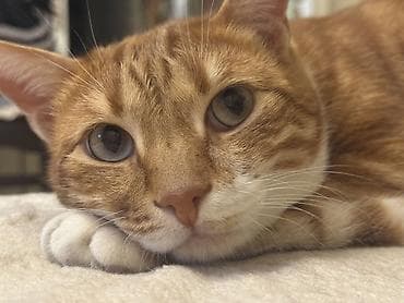 alisanin pisiyi adi: Yalniz etibarli ellere — 1