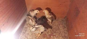 qara toyuq: Toyuq cücələri, Damazlıq — 2