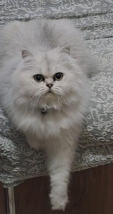 Heyvanlar üçün mallar: Şinşilla, Dişi — 1