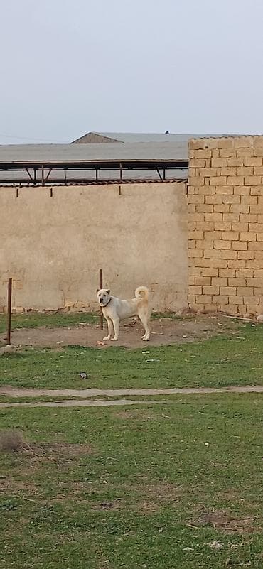 pulsuz itler: Alabay, 2 il, Erkek — 6