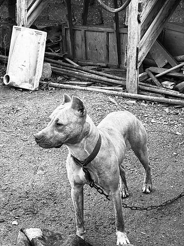 Pitbul, 1 il, Dişi, Peyvəndli, Ünvandan götürmə