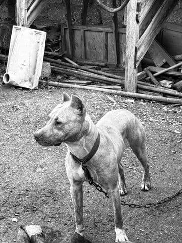 pitbull balası: Pitbul, 1 il, Dişi, Peyvəndli — 2