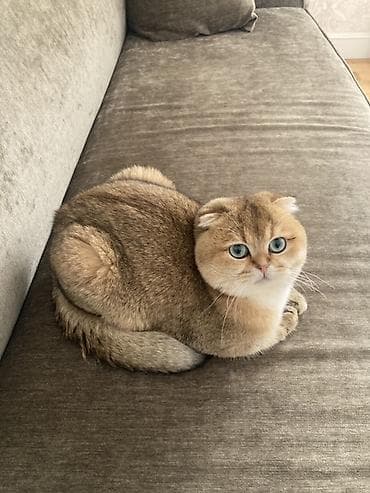 Şinşilla, Erkək, Yaxşı əllərə