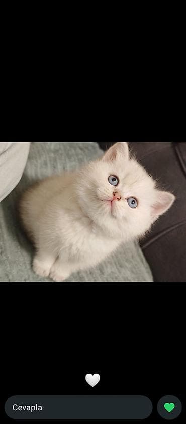 pişiklər: Britan, Erkək, Dişi, Yaxşı əllərə, Ünvandan götürmə, Ödənişli çatdırılma — 2