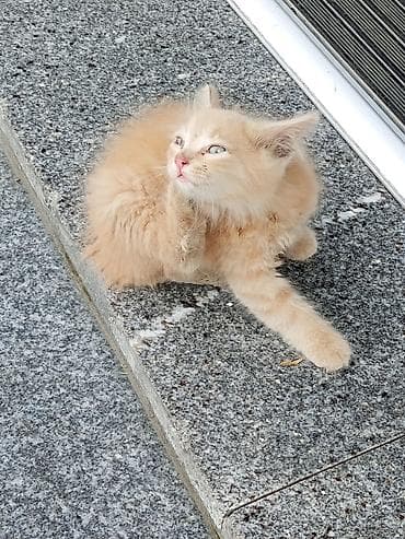 heyvan it: Şirin tüklü pişik balası - Rəng: krem/açıq zəncəfil, açıq üz və qarın — 1