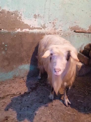 it pisik sekilleri: Dişi keçi satılır arpa ve yonca ile böyüyüb texmini çekisi 20 kilo — 4