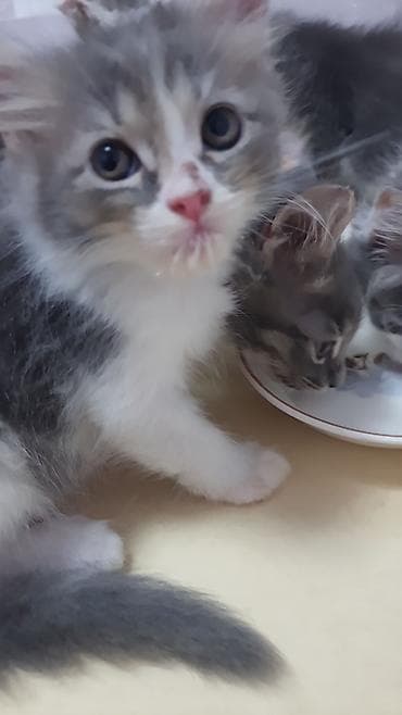pișik: ПАПА - МЕЙНКУН,МАМА-ШОТЛАНДКА. КОТЯТАМ 1,5 МЕСЯЦА. ХОДЯТ В ЛОТОК,ЕДЯТ — 3