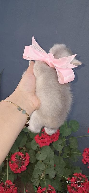 qus dami satilir: Şinşilla — 7