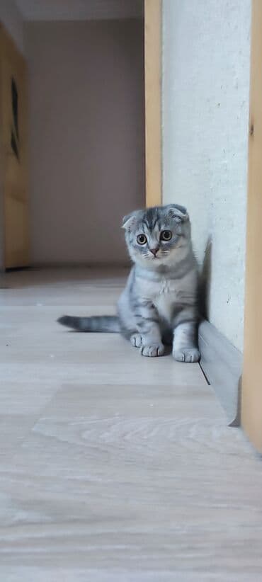 şinşila pişik satılır: Britan, Dişi — 4