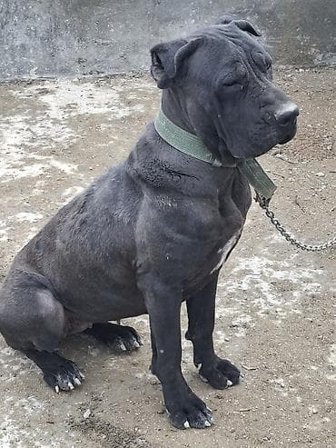 pekines satilir: Kane-Korso, 10 ay — 9