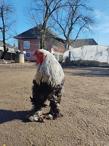 Dovşanlar: Brahma cinsi xoruz - Nadir dekorativ cins: iri gövdə, güclü skelet — 4