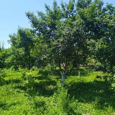 qızılın kreditlə satışı: 4 otaqlı, 140 kv. m, Kredit yoxdur, Yeni təmirli — 25